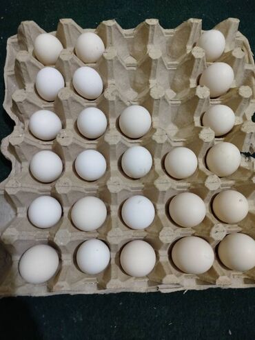 mayalı yumurta satışı: Qızılı və Gümüşü Sibraytların,mayalı yumurtaları satılır. Gündəlik 3