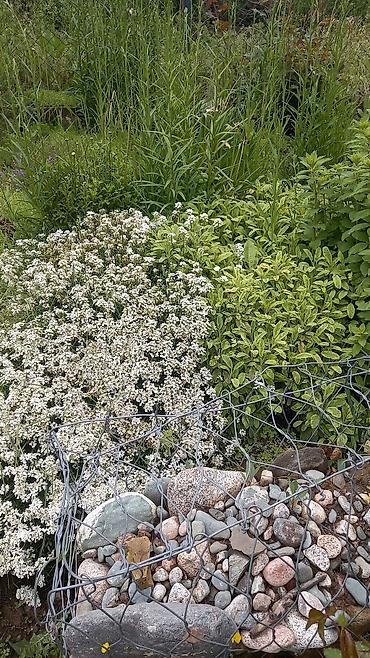 Другие садовые цветы и кустарники: Продаю разные цветы,злаковые: овсяница сизая,мискантус от 200с — 19