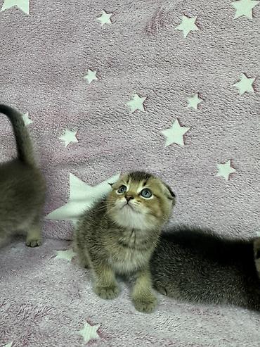 скотиш фолд котята: Шотландские вислоухие котята (Scottish Fold) Два мальчика и две — 1