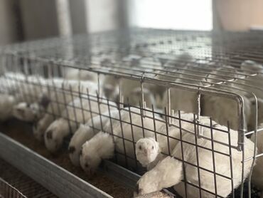 маленькие котята даром: Перепела в клеточной батарее - Белые перепела мясо‑яичного