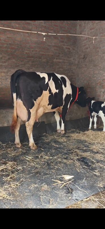 Inəklər, öküzlər: Holşteyn cinsli inək buzovla birlikdə - Qara-ağ rəngli, iri bədən — 10