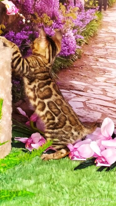 Продажа кошек: Друзья!! Проф питомник Бен Гла Мур Предлагает Шикарных элитных — 10