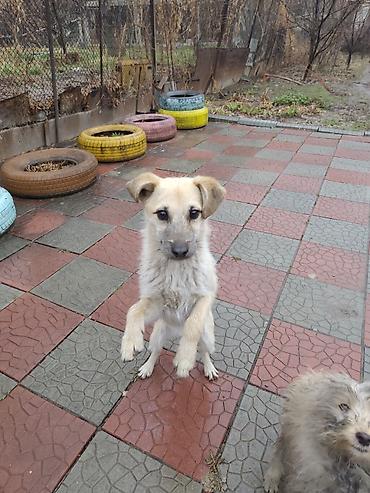 Продажа собак: 7 месяцев, Самец at lalafo.kg — 8 Продажа собак: 7 месяцев, Самец — 8