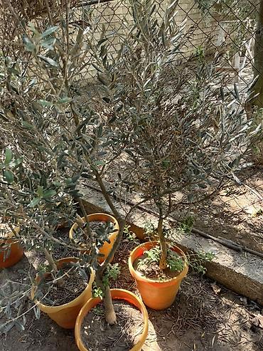 pavlovniya ağacı: Zeytun ağacı (Olea europaea) – qablarda - Növbənöv zeytun fidanları — 1