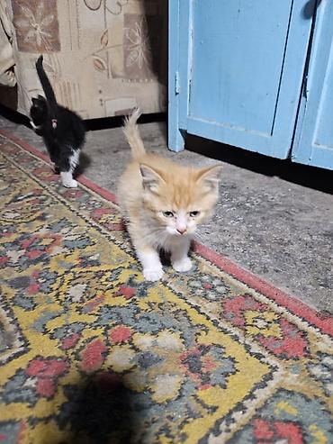 сколько стоит котёнок мейн куна: Кошка даром: Беспородная, 1 месяц, Мальчик — 4