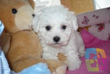 francuski buldog prodaja pasa: BUDITE POSEBNI. Čupav, mali, beli pas, koji na prvi pogled podseća na