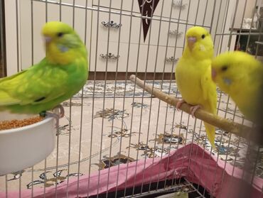 Tutuquşları: Çex tutuquşu balaları satılır 2 aylıqdırlar 3-ü birlikdə 56 manat — 7