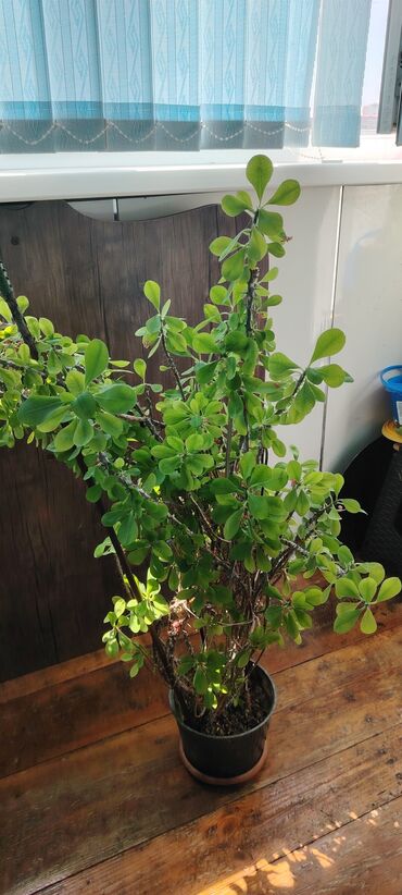 Деревья: Evdaxili dekorativ sukulent – Euphorbia milii (Tac çiçəyi) saksı