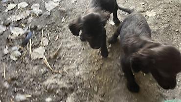 ov bıçaqları: 1 ay, Erkək, Peyvəndli — 4