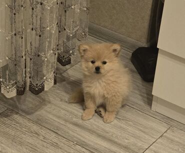 pomeranian iti qiymeti: Pekines, 2 ay, Dişi, Pulsuz çatdırılma