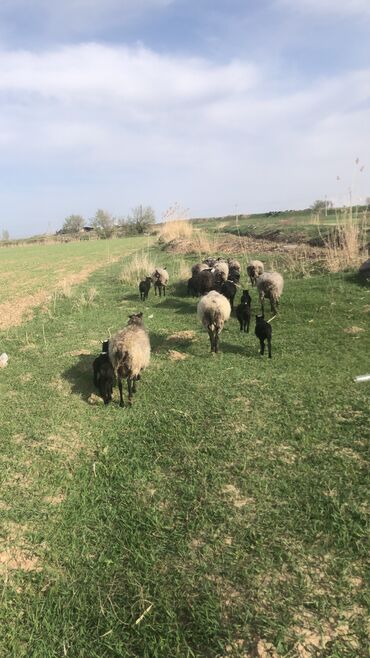 Бараны, овцы: Продаю | Ягненок | Романовская | Для разведения