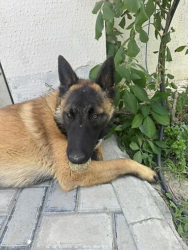 tuklu itler: Belçika çoban iti — 6