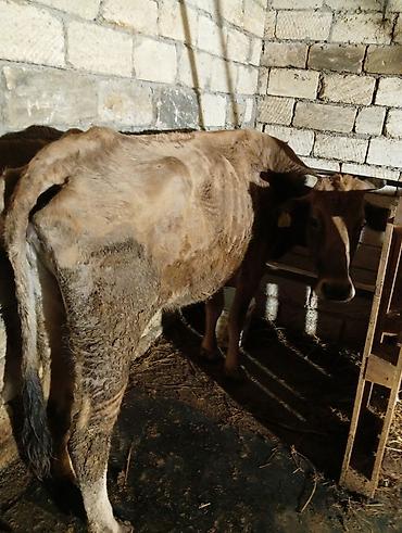 Inəklər, öküzlər: Satılır: inək Xüsusiyyətlər: - Süd istiqamətli yerli cins (qarışıq — 2