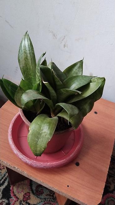 суп: Комнатные и садовые растения (на фото): - Сансевиерия (Sansevieria — 5
