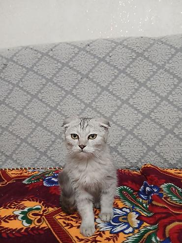 кошки купить бишкек: Шотландская вислоухая кошка (Scottish Fold) - Окрас: серебристый — 3