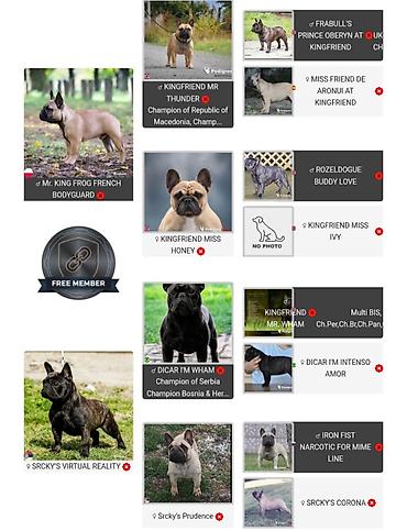 staford 3 meseca: French Buldog kennel Srcky's Fci 3759 oglasava vrhunsko leglo 3 zenke — 2