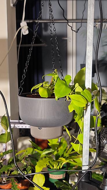 скорый: 🟢 Филодендрон Лемон Лайм (Philodendron Lemon Lime) — Пышный неоновый — 2