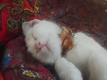 коты белый: Ангорская, 3 месяца, Девочка, Белый, Приучена к лотку — 2