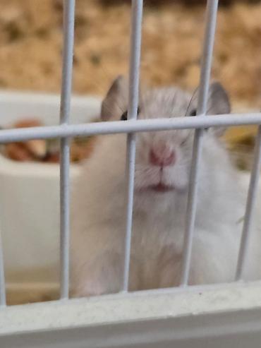 qaz balasl: Ağ rəngli xırda hamster üçün tam dəst qəfəs. HƏR ŞEY ÜSTÜNDƏ VERİLİR — 6