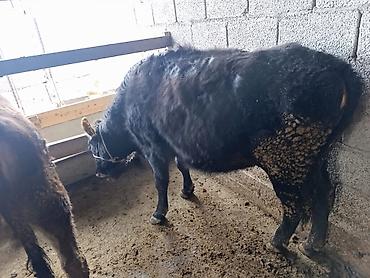 Коровы, быки: Продаю | Бык (самец) | Герефорд | На откорм | Привязанные — 26