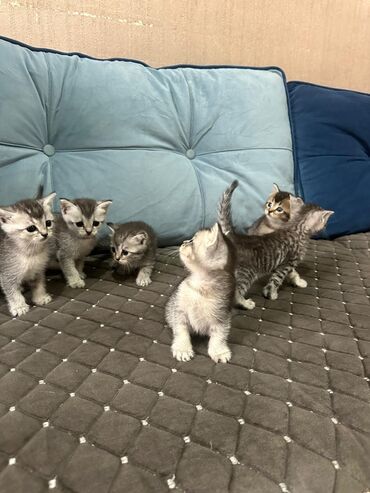 İtlər: Şinşilla