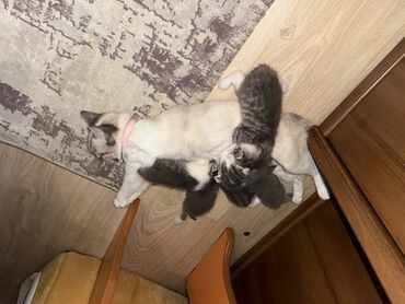 сиамская вислоухая кошка цена: Скотиш Фолд (Шотландиялык шалпаң кулак), 1 айлык, Ургаачы, Боз