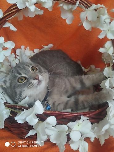 Отдам даром кошку: 3 месяца, Девочка — 10
