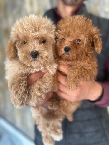 İtlər: Pudel, 2 ay, Erkek, Peyvəndli, Pulsuz çatdırılma — 11