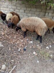 Gəmiricilər: Dişi, Qala, il: 1, 50 kq, Damazlıq, Ünvandan götürmə