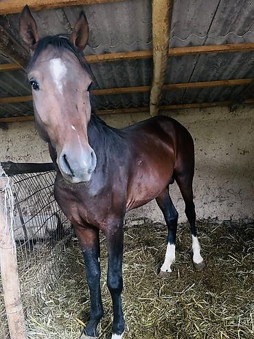 тигр живой: Продаю | Жеребец | Конный спорт — 4