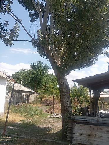инвентарь: Прод.большой тополь,самопил, самовывоз,в Кара-Балта, цена договорная — 1