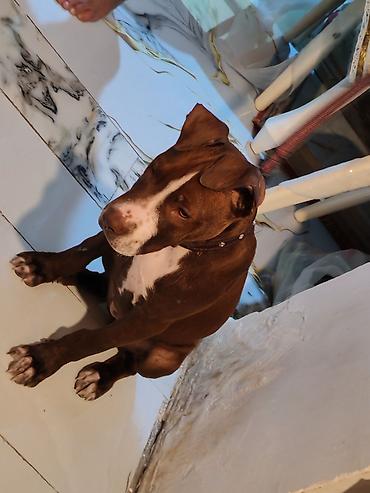 pidbul balasi: Pitbul, 1 ay, Dişi, Peyvəndli, Ünvandan götürmə — 2