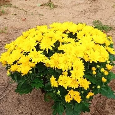 Otaq bitkiləri: Xrizantema payızgüllərinin topdan və pərakəndə satışı. Qiymətlər — 11