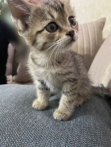 чистокровные немецкие овчарки: Породасыз, 2 айлык, Ургаачы, Лотокко барууга үйрөтүлгөн