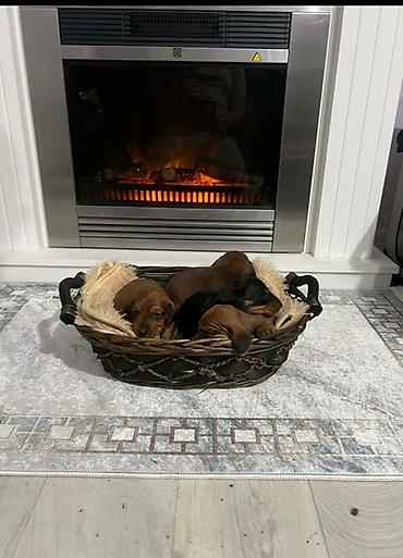 Psi: Patuljasti jazavičari kratkodlaki Patuljasti jazavičari kratkodlaki — 5