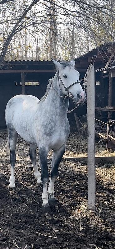 Лошади, кони: Продаю | Конь (самец) | Конный спорт | Племенные — 1