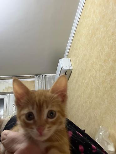 Кошки: Отдам в добрые ручкизамечательных котят Котята, домашние, возраст — 5