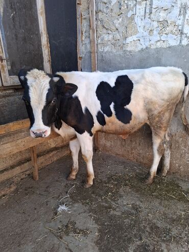 Inəklər, öküzlər: Məhsul: İnək və buzovlar Təsvir: - Fotoşəkillərdə qara-ağ rəngli — 5