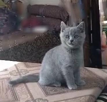 японская кошка: Вислоухая(Скотиш Фолд) Британские котята, окрас голубой (плюшевый). На — 5