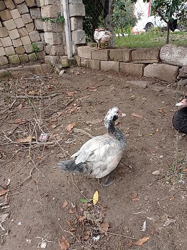 cucə inkubator satisi: Satılır: Misk ördəkləri (indo duck) 15 manatdan 30 manata kimi hamsini — 5