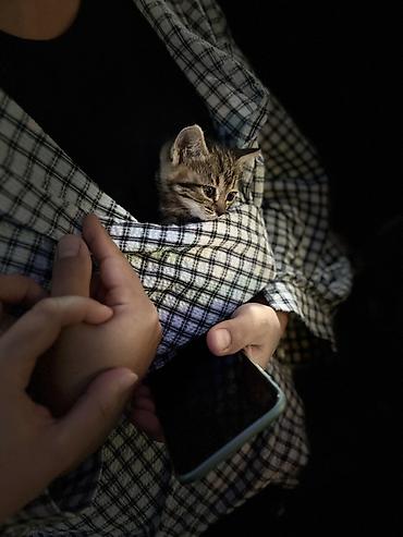 Котёнок, полосатый табби - Маленький котёнок с короткой шерстью
