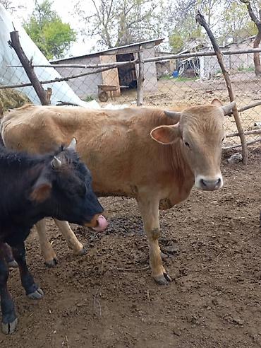 Коровы, быки: Продаю | Бык (самец) | На откорм — 9