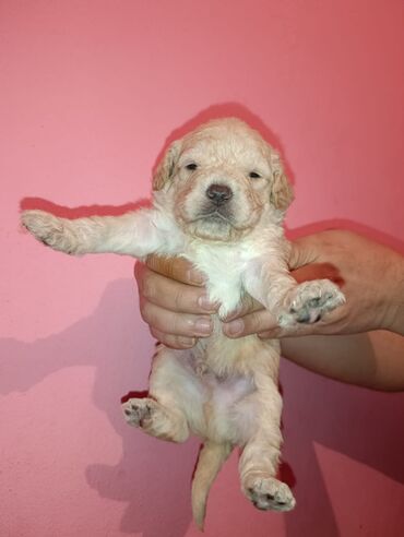 Digər kənd təsərrüfatı heyvanları: Pudel balaları satılır. iki həftəlikdililər. 1 ay yarımında götürə — 5