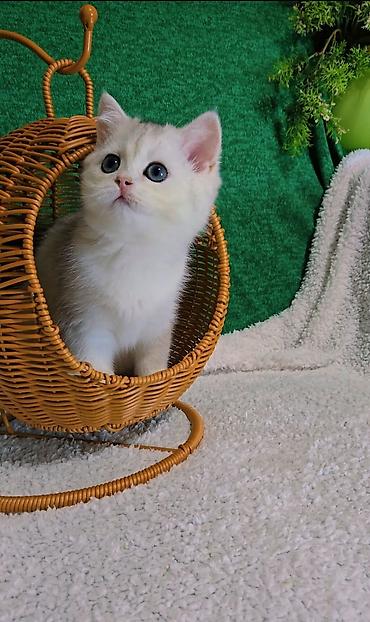 кошка мальчик: Шотландские котята — 4