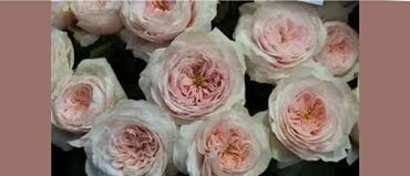 detskie perchatki k platyu: Роза Сабрина относится к сортам, не обладающим ни излишне яркими