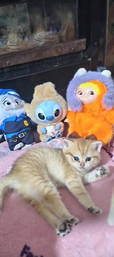 Pişiklər: Britan, Yaxşı əllərə — 22