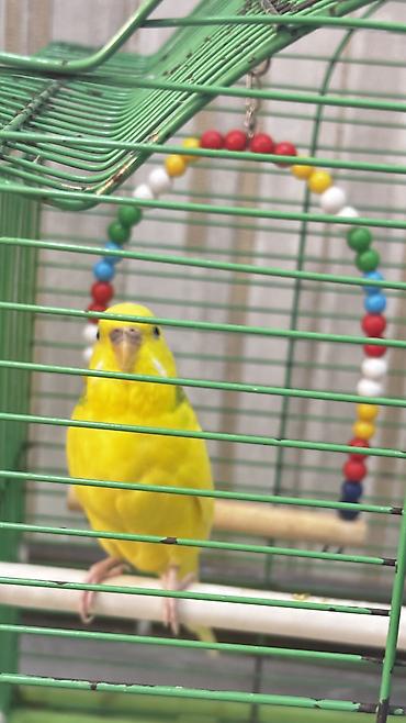 heyvanlarin satisi: Dişi papuqay + qəfəs + yuva + yelləncək birlikdə satılır 🐦🏠 Çox gözəl — 1