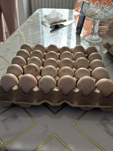 яйцо перепела: Яйца индюшки