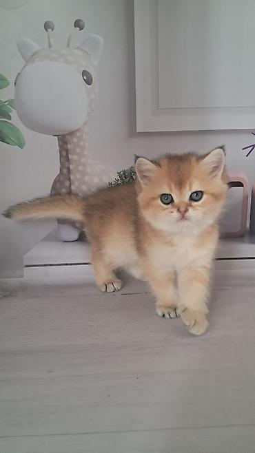 котятя: Британская короткошёрстная, 2 месяца, Девочка, Золотая шиншилла — 4