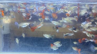 akvarium balığı: İri ölçülü quppilər topdan olaraq satılır. Minimal satış sayı 30
